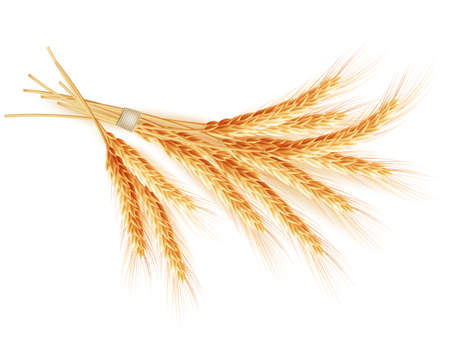 Wheat ears isolated on white background. のイラスト素材