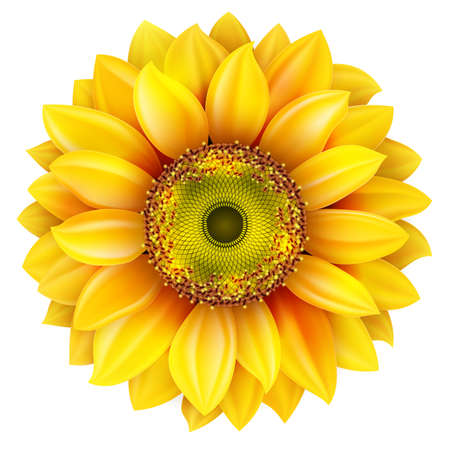 Sunflower realistic illustration.のイラスト素材