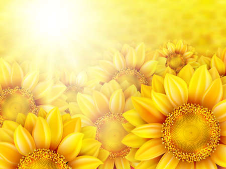 Beautiful yellow sunflower petals with summer sun.  のイラスト素材