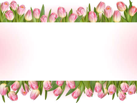 Tulips design template or background. EPS 10 vector file includedのイラスト素材