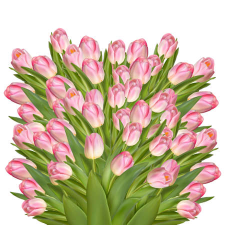 Beautiful realistic tulip bouquet. EPS 10 vector file includedのイラスト素材