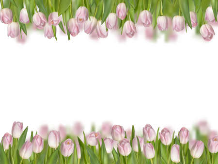 Isolated tulip frame arrangement, on a white background.のイラスト素材