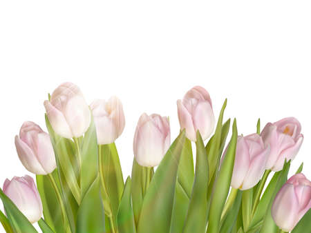 Tulips isolated on white.のイラスト素材