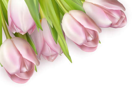 Beautiful bouquet of pink tulips, isolated on white.のイラスト素材