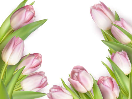 Tulips design template or background.のイラスト素材