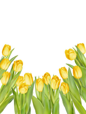Isolated tulip frame arrangement, on a white background.のイラスト素材