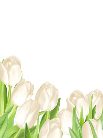 Holiday background with bouquet of white tulips. EPS 10 vector file includedのイラスト素材