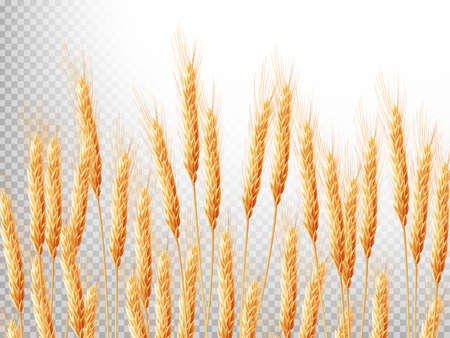 Horizontal background with ears of wheat. Crop illustration. EPS 10 vector file includedのイラスト素材
