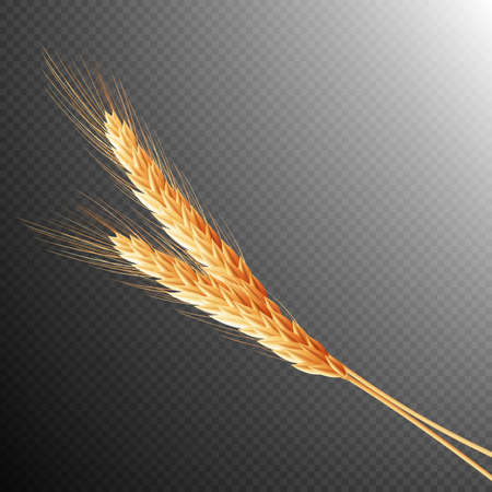 Wheat ears isolated on transparent background with space for text.のイラスト素材