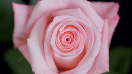 A Delicate and Beautiful Pink Rose Blossom in Full Bloom, Radiating Pure Elegance and Charmの写真素材