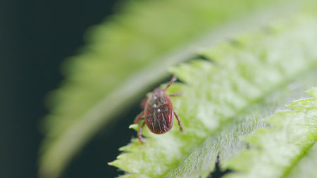 A closeup image captures a tick resting on a vibrant green leaf, highlighting its features