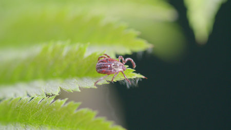 A Detailed CloseUp of a Tick on the Beautiful Fern Leaves in Its Natural Habitat in Nature