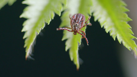 A CloseUp Image Capturing a Tick Resting on Beautiful Green Fern Leaves in Nature