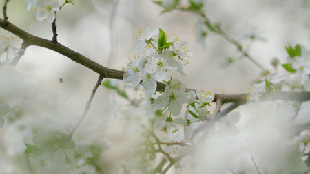 Delicate and Lovely Blossoms on Branches During the Beautiful Season of Springtime