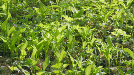 A Lively and Vibrant Green Foliage is Spreading Across the Bright Sunlit Floor of a Forest