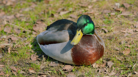 Resting Mallard Duck in its Natural Habitat, a peaceful spectacle of wildlife and natureの写真素材