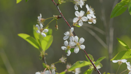 A Beautiful White Blossom Branch Surrounded by Lush Nature and Scenic Landscapes