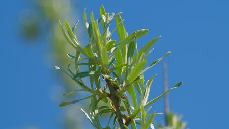 A closeup view showcasing the vivid green leaves of a plant set against a bright blue sky