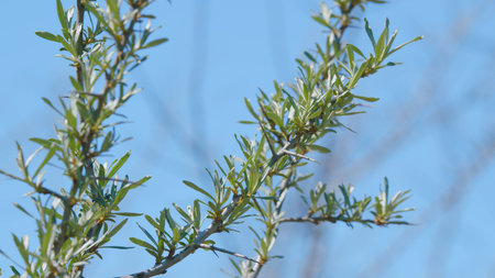 Lush, vibrant green branches stand out beautifully against a breathtaking clear blue sky