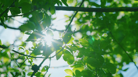 Sunlight Shining Through Lush Green Leaves in the Heart of Natures Beautiful Environment