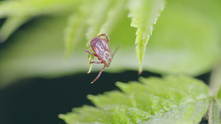 CloseUp View of a Tick Crawling on Lush Green Fern Leaves in Its Natural Habitatの写真素材