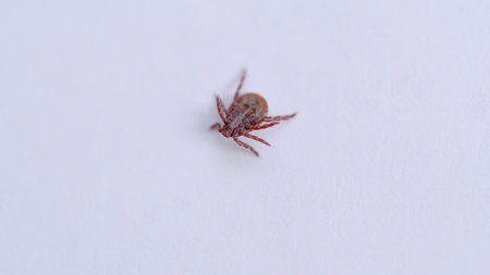 A CloseUp of a Tick on a White Background, showcasing its intriguing details and characteristicsの写真素材