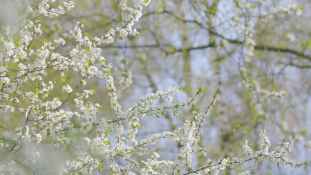 A closeup view of vibrant spring blossoms in a beautiful, natural outdoor settingの写真素材