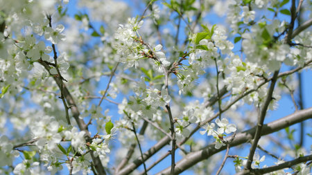 The Lovely Blooming Bright and White Flowers Set Against a Clear and Beautiful Blue Skyの写真素材