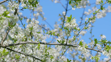 Blossoming tree branches against a clear blue sky create a stunning visual experienceの写真素材