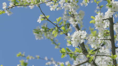 The Incredible Beautiful Spring Blossoms Set Against a Clear and Bright Blue Skyの写真素材