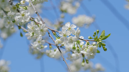 The Beautiful and Blooming Cherry Blossoms Stand Out Against a Clear, Bright Sky Aboveの写真素材