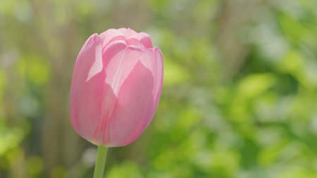 A beautiful pink tulip blooms in a vibrant green background, radiating serenity and eleganceの写真素材