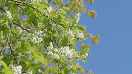The lush and vibrant spring blooms are flourishing beautifully against a clear, blue skyの写真素材