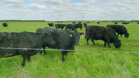 Cattle Grazing on Lush Green Pasture Beneath a Bright and Sunny Sky Thats Clear and Blue