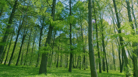 The Lush and Vibrant Green Forest, with Beautiful Sunlight Filtering Gently Through the Treesの写真素材