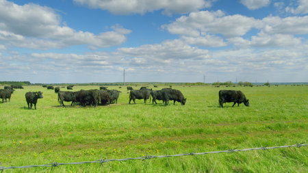 Black Cows Grazing on a Lush Green Pasture Beneath a Beautiful Blue Sky Above Themの写真素材