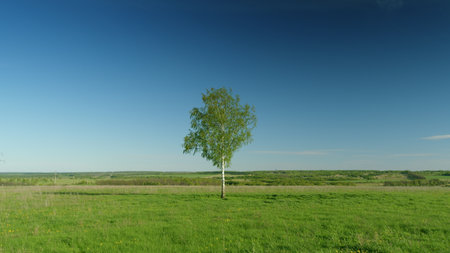 A Solitary Tree Standing Majestically in a Vast Green Field Beneath a Bright Clear Skyの写真素材
