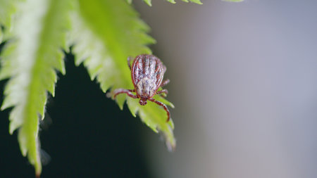 Stunning Macro Capturing the Intricate Details of a Tick Resting on a Leaf