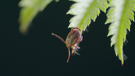 Closeup image of a tick on a fern leaf, highlighting its role in the ecosystem and biodiversityの写真素材