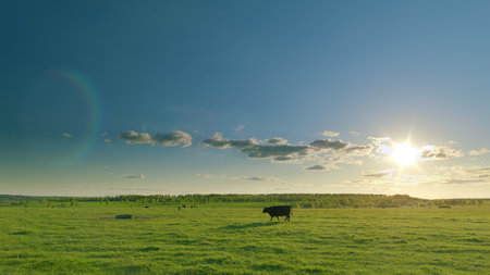 A Serene and Beautiful Pastoral Scene Featuring a Cow Standing Under a Bright Sunny Skyの写真素材