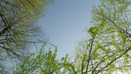 A Serene Tree Canopy Spreads Out Beneath a Sparkling, Clear, Bright Blue Sky on a Beautiful Dayの写真素材