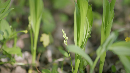 This closeup shot shows delicate green plants thriving in their natural habitatの写真素材