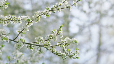 The vibrant Blooming Cherry Blossoms bring beauty and color to Springtime gardens everywhereの写真素材