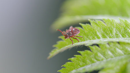 A closeup, detailed view of a tick located on a green leaf amidst the beauty of nature