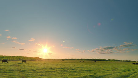 Beautiful Scenic Pastoral Fields at Sunrise with Grazing Cattle Under a Colorful Skyの写真素材