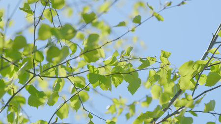 Vibrant Green Leaves Dance Majestically Under a Clear Blue Sky, Radiating Life and Beauty