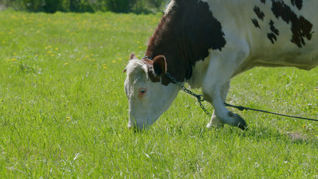 A Cow Grazing Gracefully in a Lush Green Pasture Beneath a Bright and Sunny Daytime Skyの写真素材
