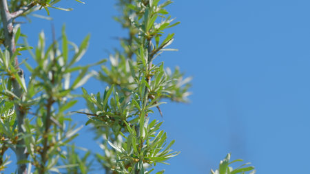 The Vibrant Green Twigs Are Standing Out Beautifully Against a Clear Blue Sky Above Themの写真素材