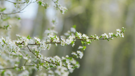 Beautiful and Delicate White Blossoms on a Branch During the Charming Spring Seasonの写真素材