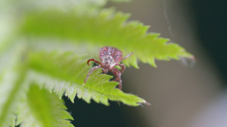 An Extremely Detailed CloseUp and Inspection of a Tick Found on a Leaf in Its Natural Habitatの写真素材